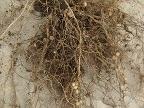 ��������Ʀ����γ��